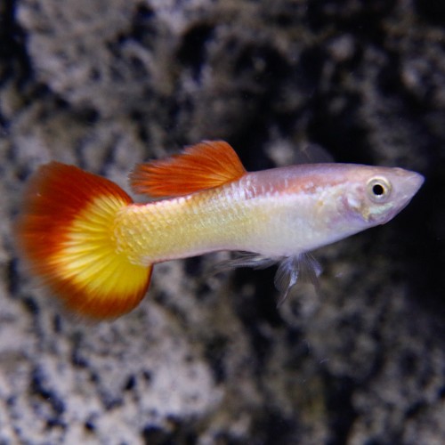Poecilia reticulatus, Lebistes reticulatus - Guppy male sunshine